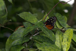 Image of Heliconius hecale Fabricius 1775