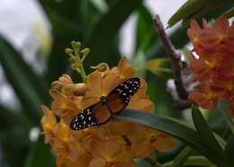 Image of Heliconius hecale Fabricius 1775