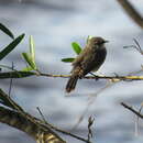 Serpophaga nigricans (Vieillot 1817) resmi