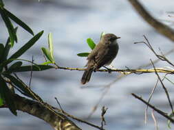 Serpophaga nigricans (Vieillot 1817)的圖片