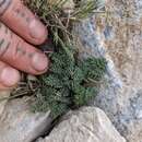 Image of gray springparsley