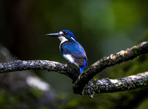 Image of Little Kingfisher