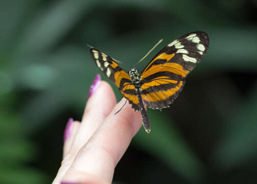 Image of Heliconius hecale Fabricius 1775