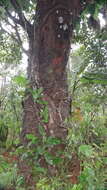 Image of Fagraea ceilanica Thunb.