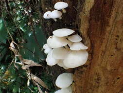 Image de Lactocollybia epia (Berk. & Broome) Pegler 1986