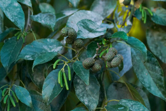 Image of Japanese alder