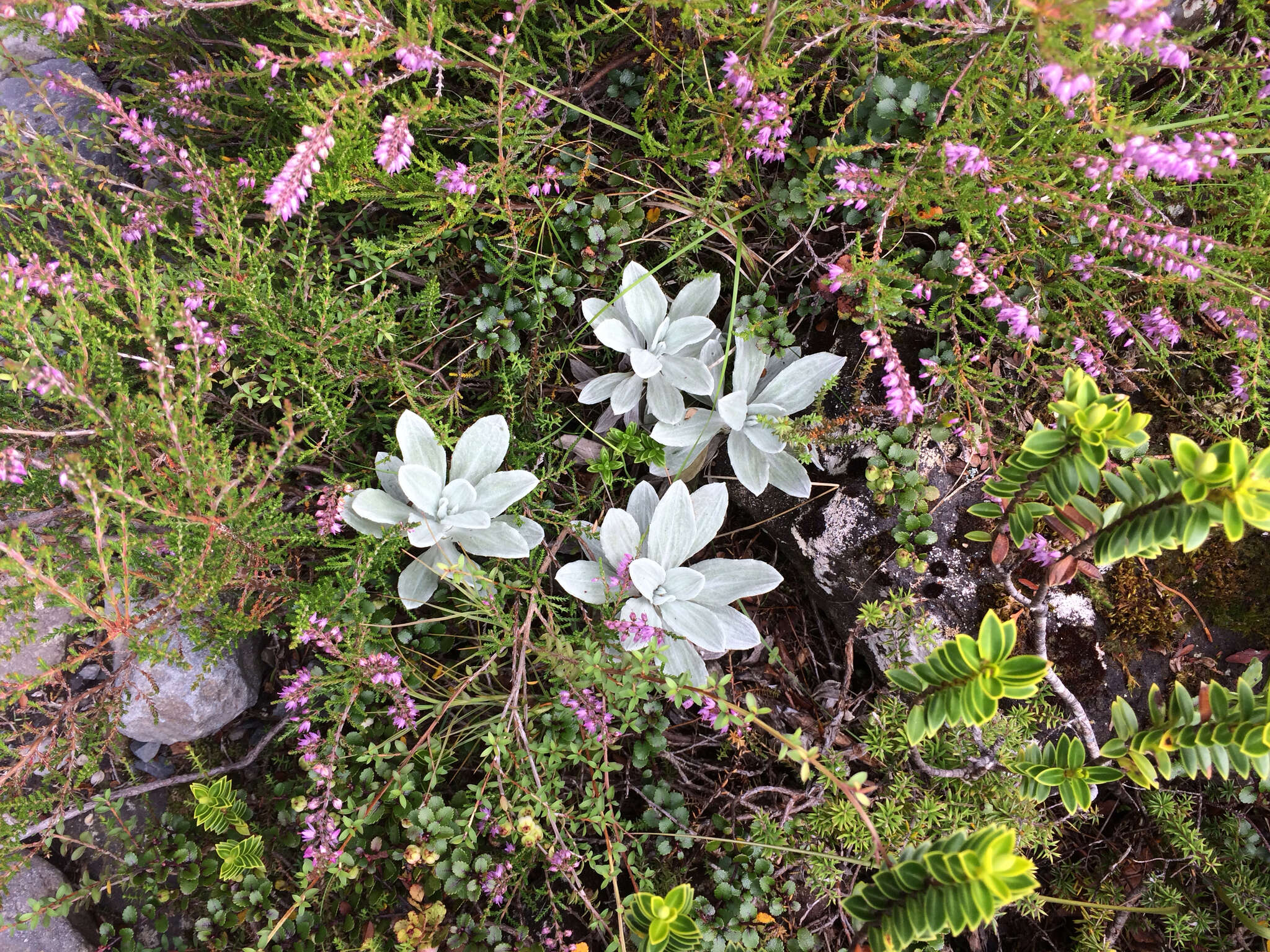 Image of white mountain daisy