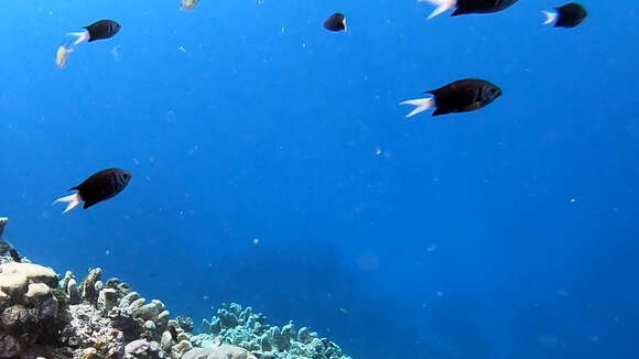 Image of Pale-tail chromis