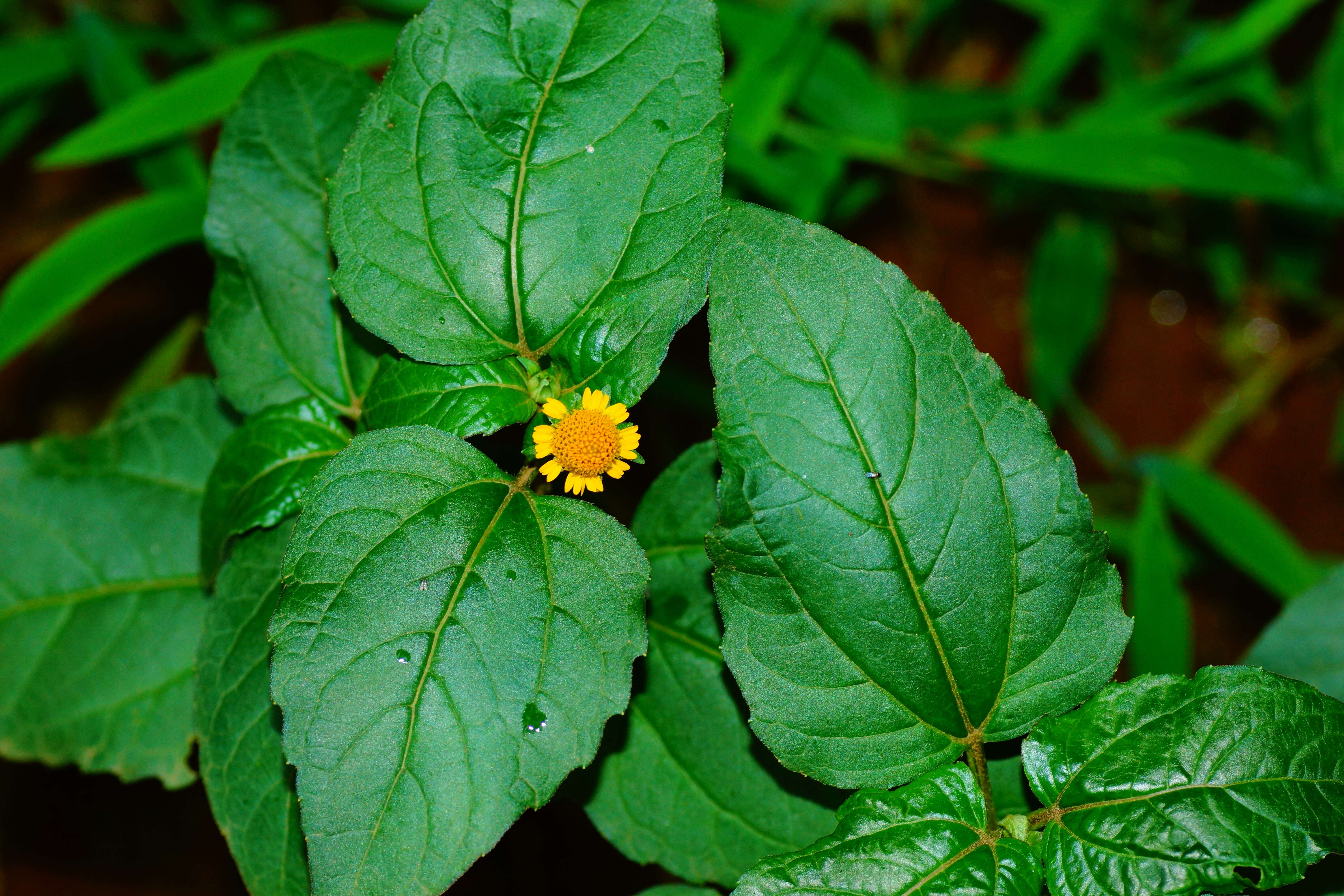 Image of Acmella uliginosa (Sw.) Cass.