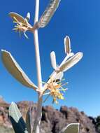 Image of Pervillaea venenata subsp. macrantha J. Klack.