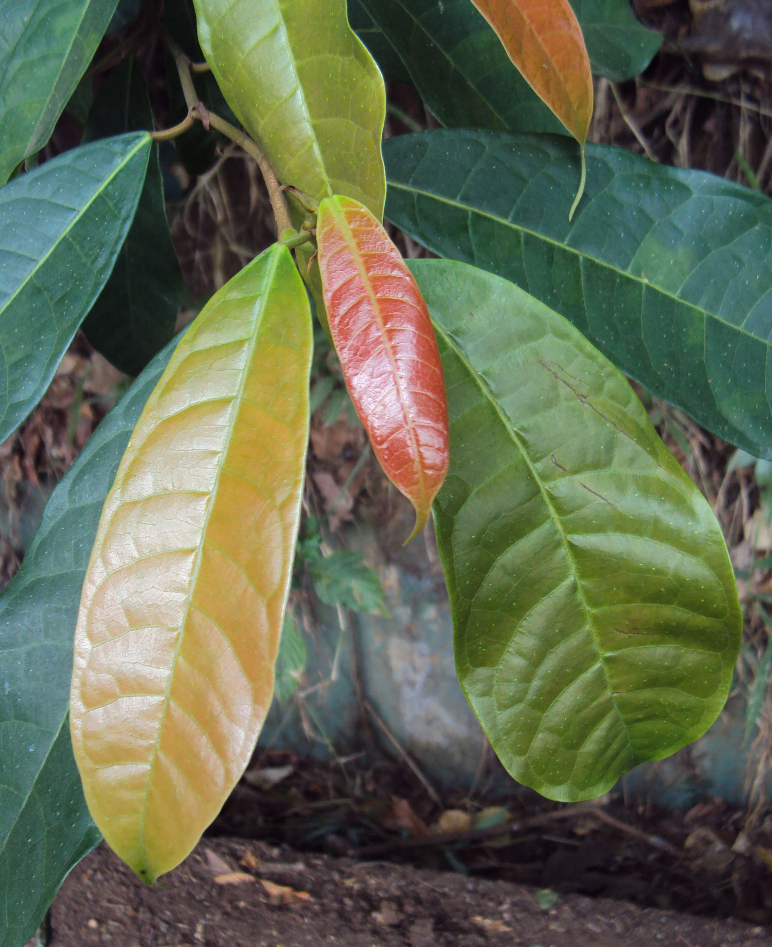 Image of Ficus nervosa Heyne ex Roth