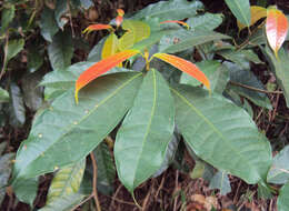 Image of Ficus nervosa Heyne ex Roth