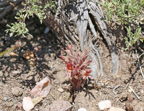 Image of flat-top broomrape