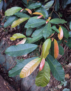 Image of Ficus nervosa Heyne ex Roth