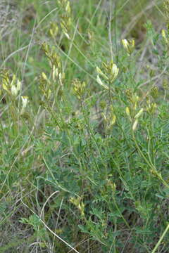 Imagem de Astragalus pallescens Bieb.