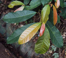 Image of Ficus nervosa Heyne ex Roth