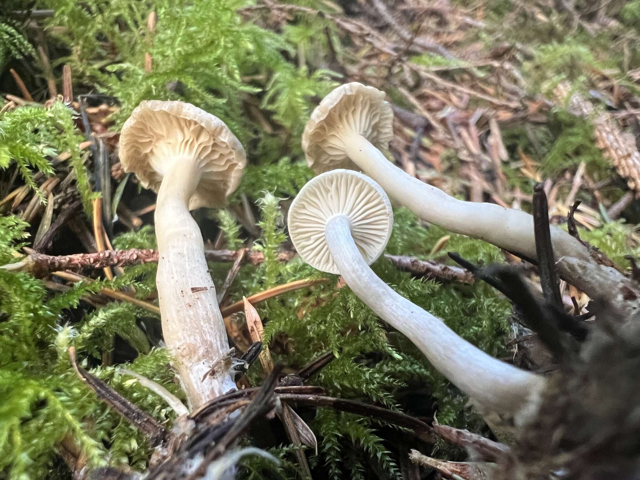 Image of Hygrophorus piceae Kühner 1949