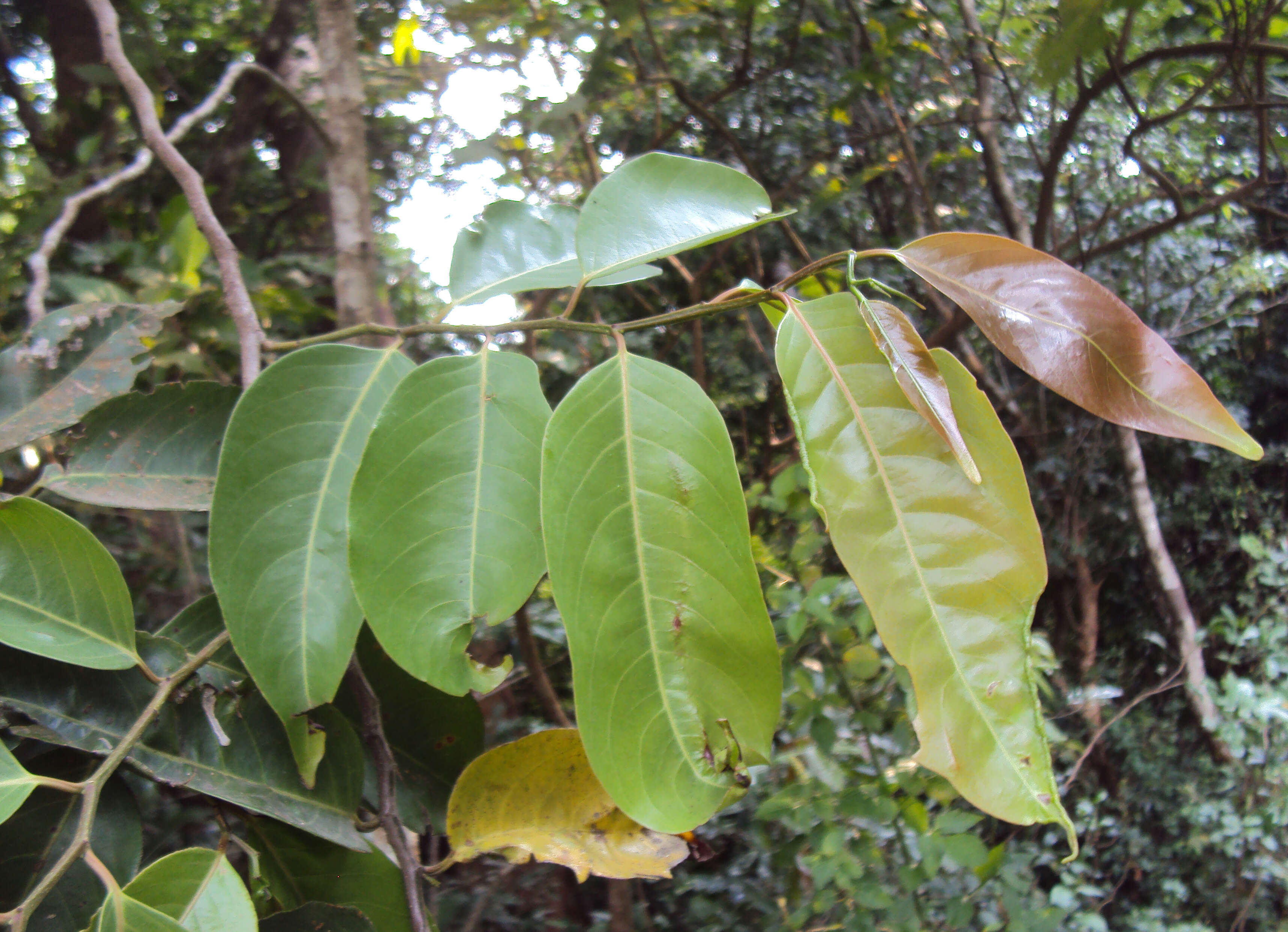 Sivun Diospyros candolleana Wight kuva