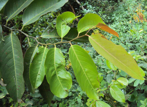 Image de Diospyros candolleana Wight