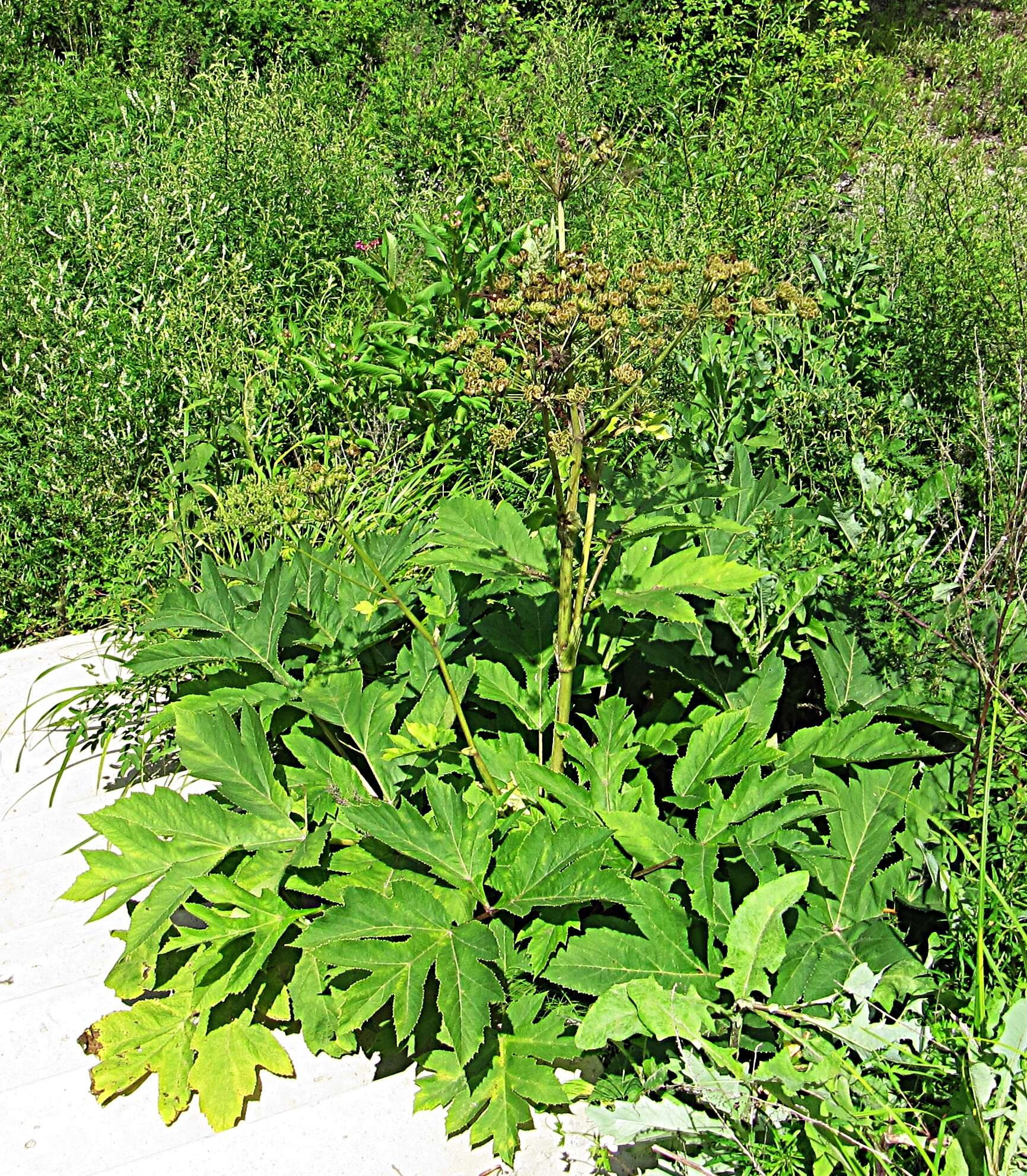 Image of Heracleum dissectum Ledeb.