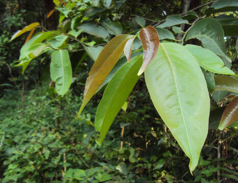 Sivun Diospyros candolleana Wight kuva