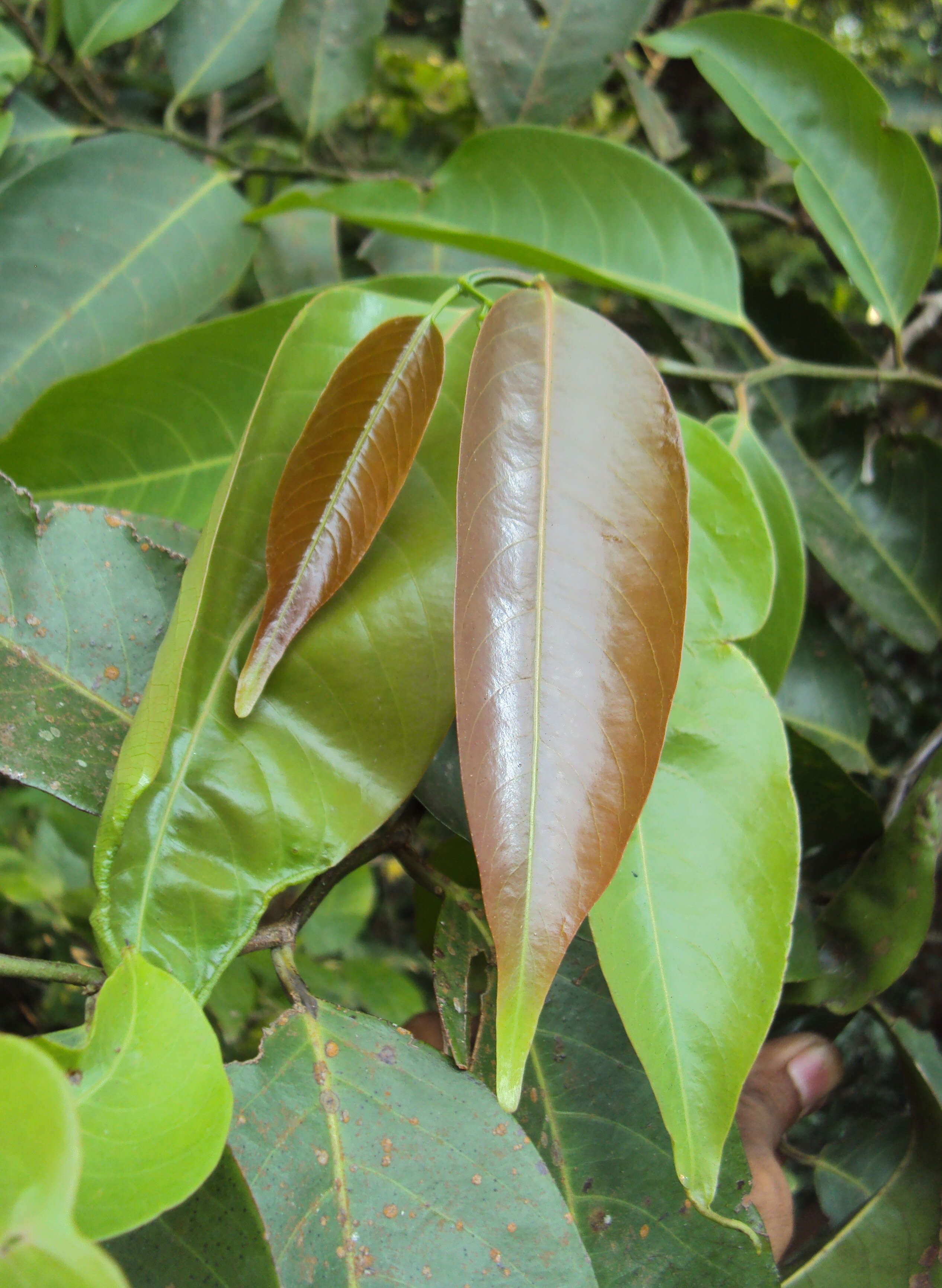 Image de Diospyros candolleana Wight