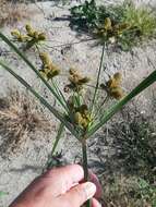 Image of Cyperus glomeratus L.