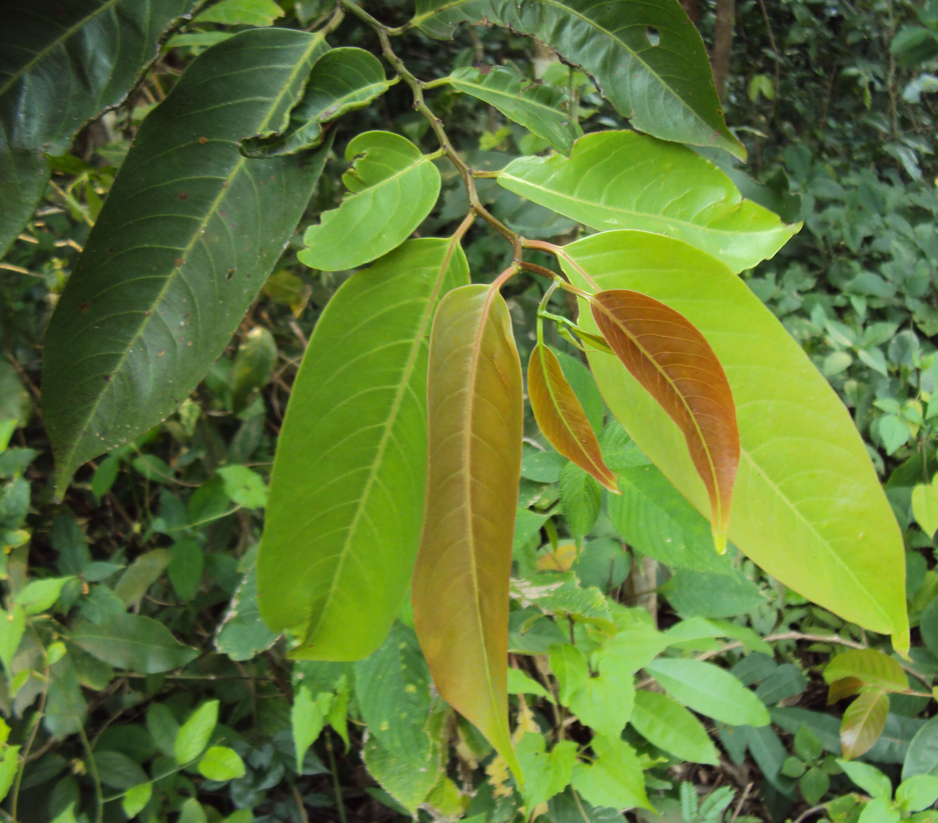 Image de Diospyros candolleana Wight