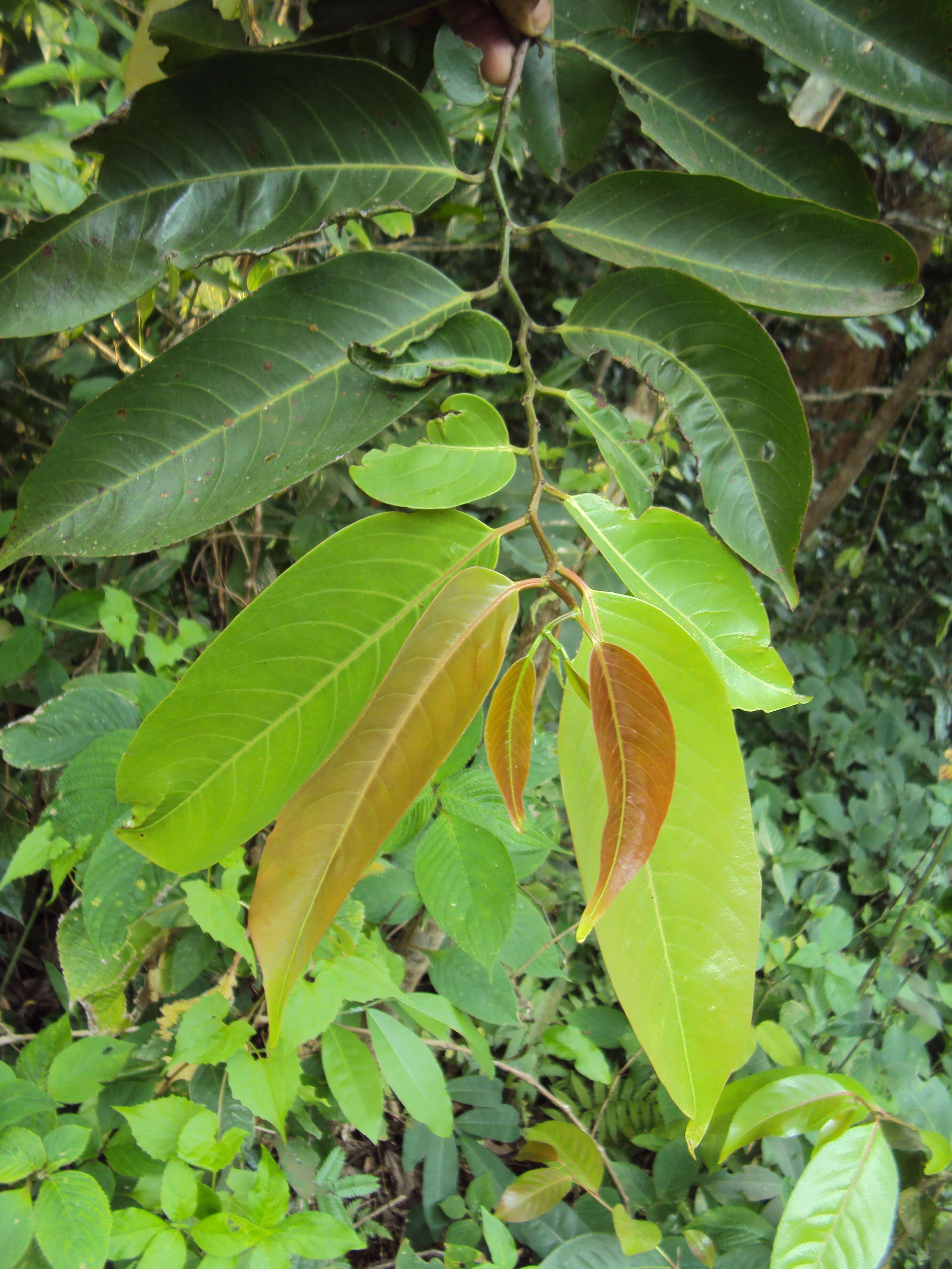 Image de Diospyros candolleana Wight