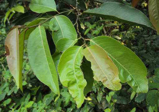 Image de Diospyros candolleana Wight