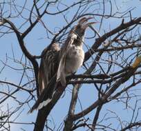 صورة Lophoceros pallidirostris (Hartlaub & Finsch 1870)