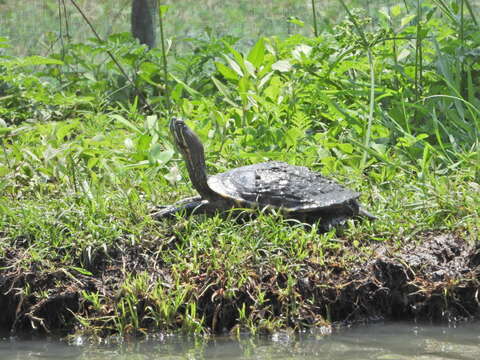 Image of Trachemys venusta venusta (Gray 1855)