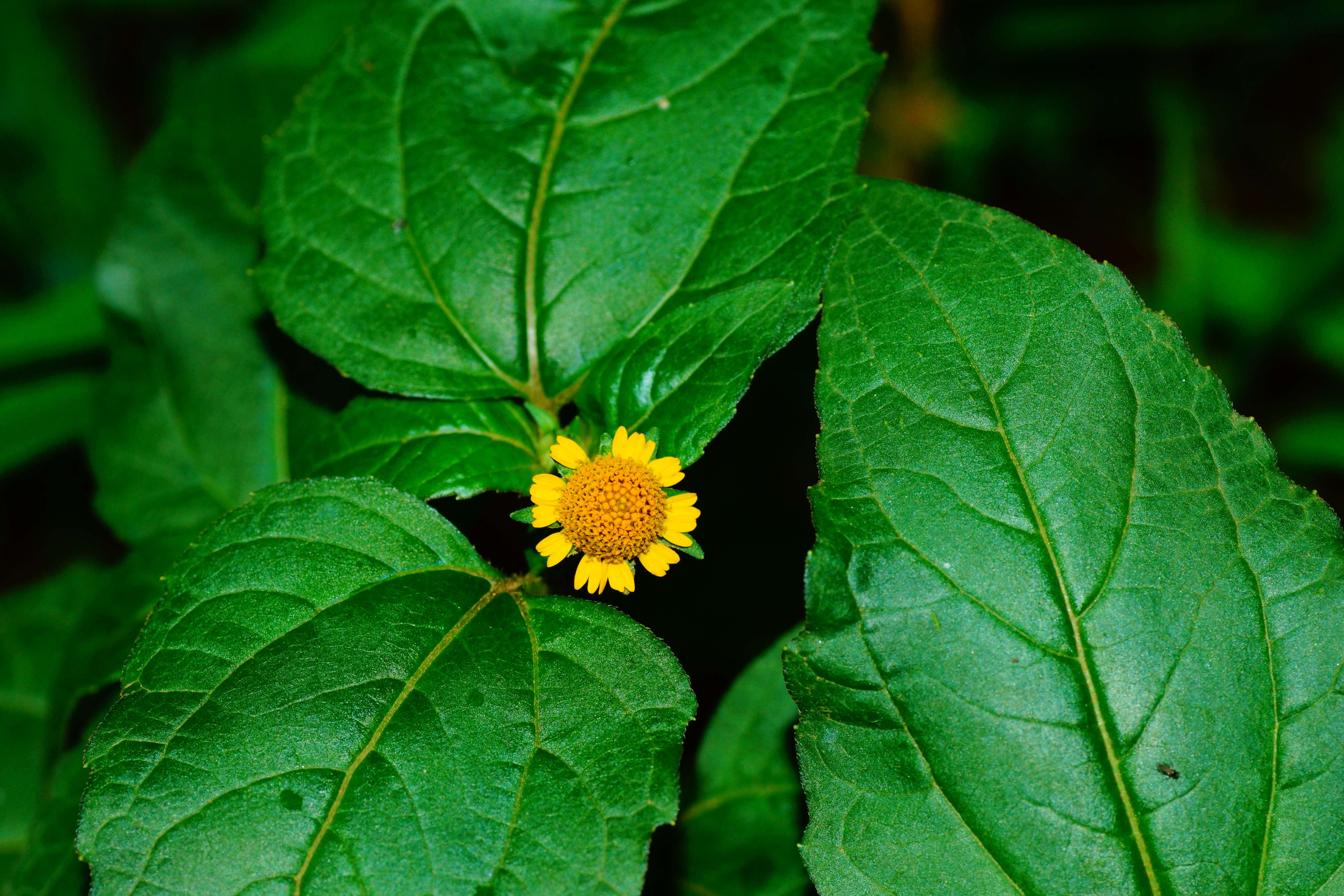 Image of Acmella uliginosa (Sw.) Cass.