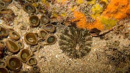 Image of collared sand anemone