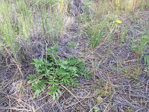 Image de Potentilla crinita A. Gray