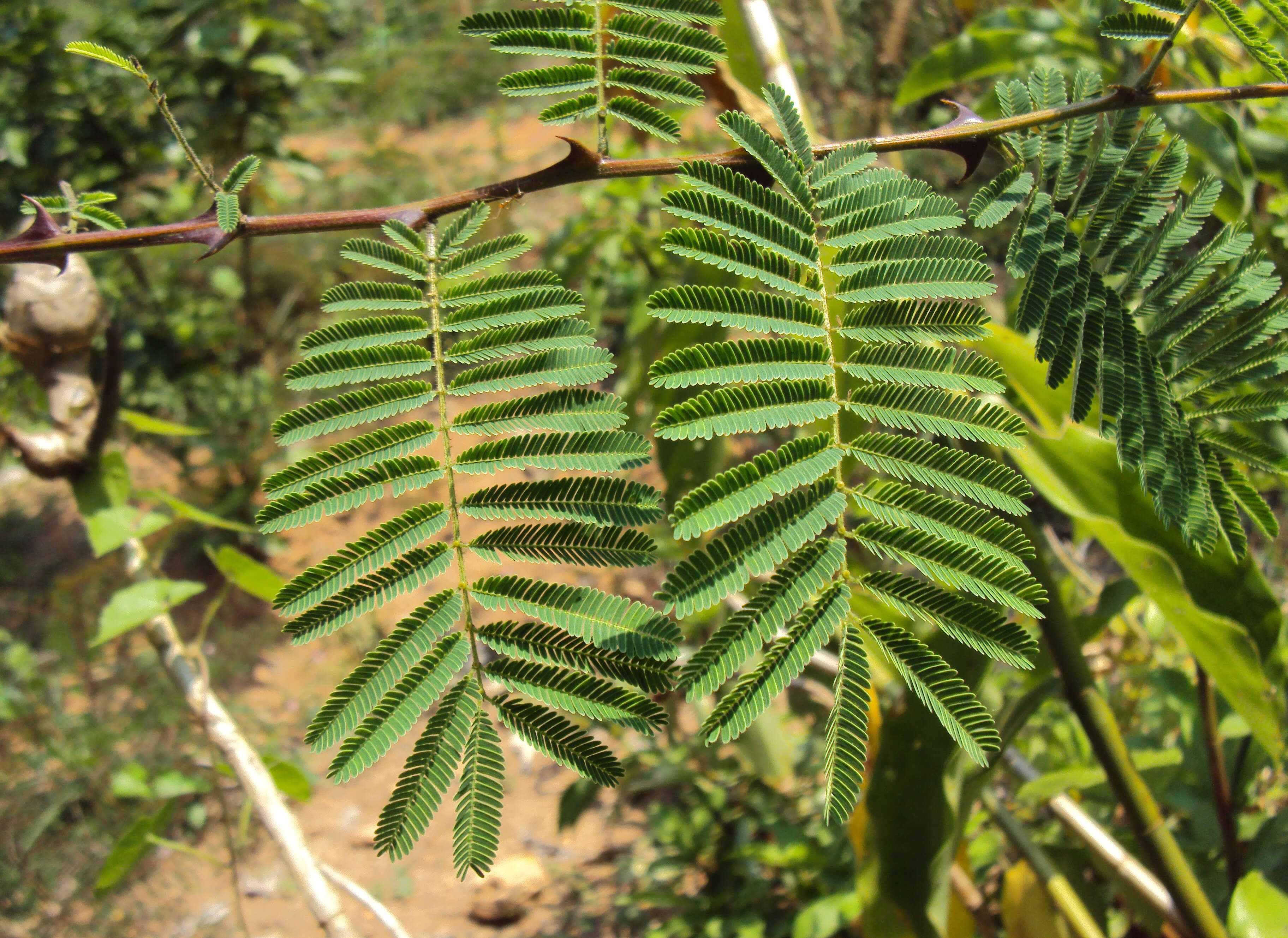 Image of black cutch