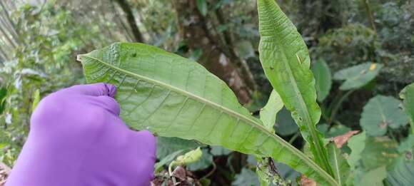 Image of Microsorum membranaceum (D. Don) Ching