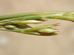 Image of longleaf rush