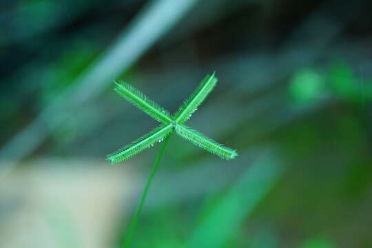 Image of Durban crowfoot grass