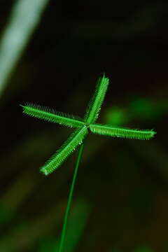 Image of Durban crowfoot grass