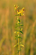 Image of spotted St. Johnswort