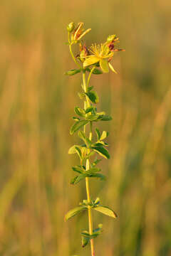 Image of spotted St. Johnswort