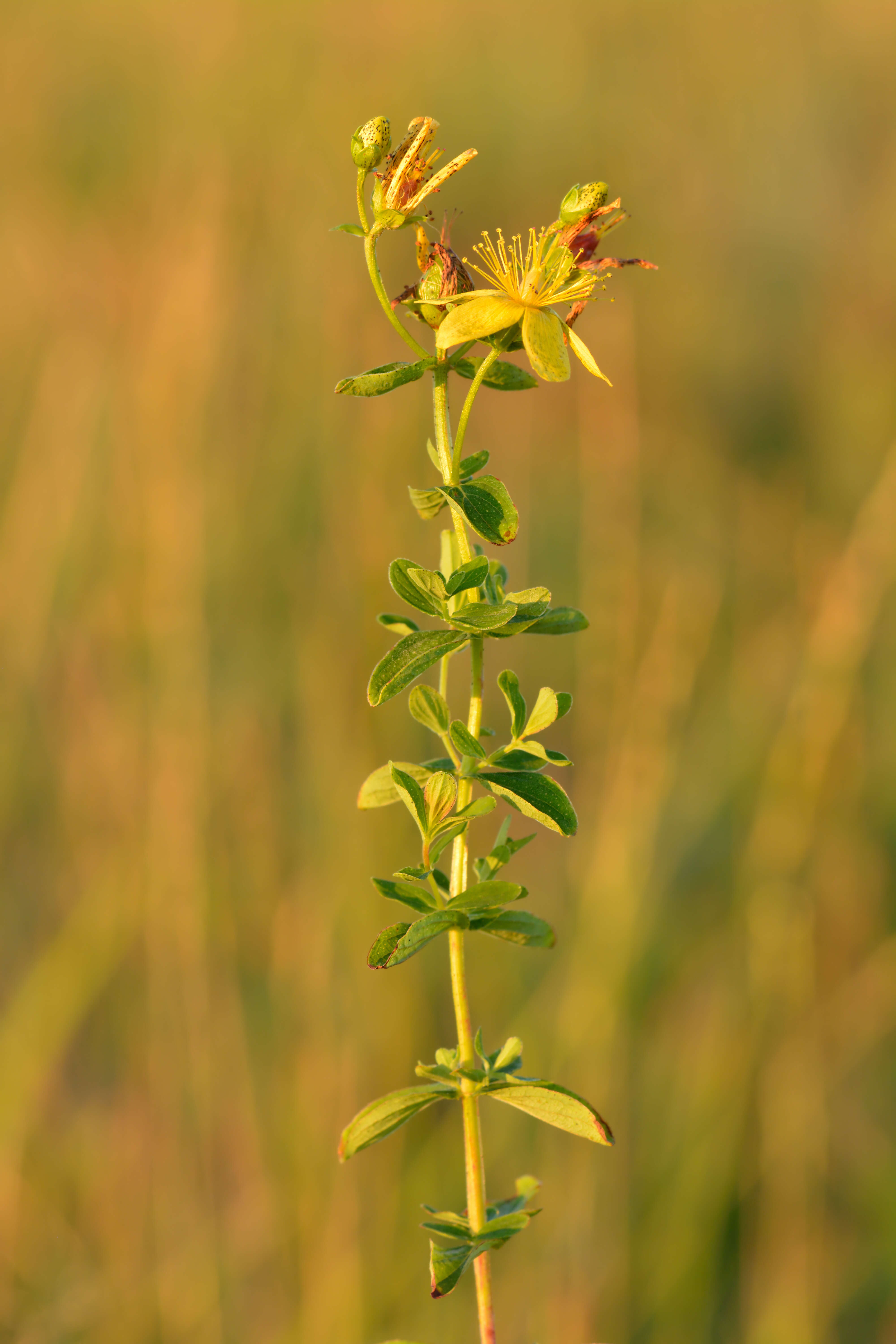 Image of spotted St. Johnswort