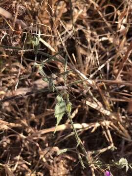 Image of Dicliptera decorticans (K. Balkwill) I. Darbysh.