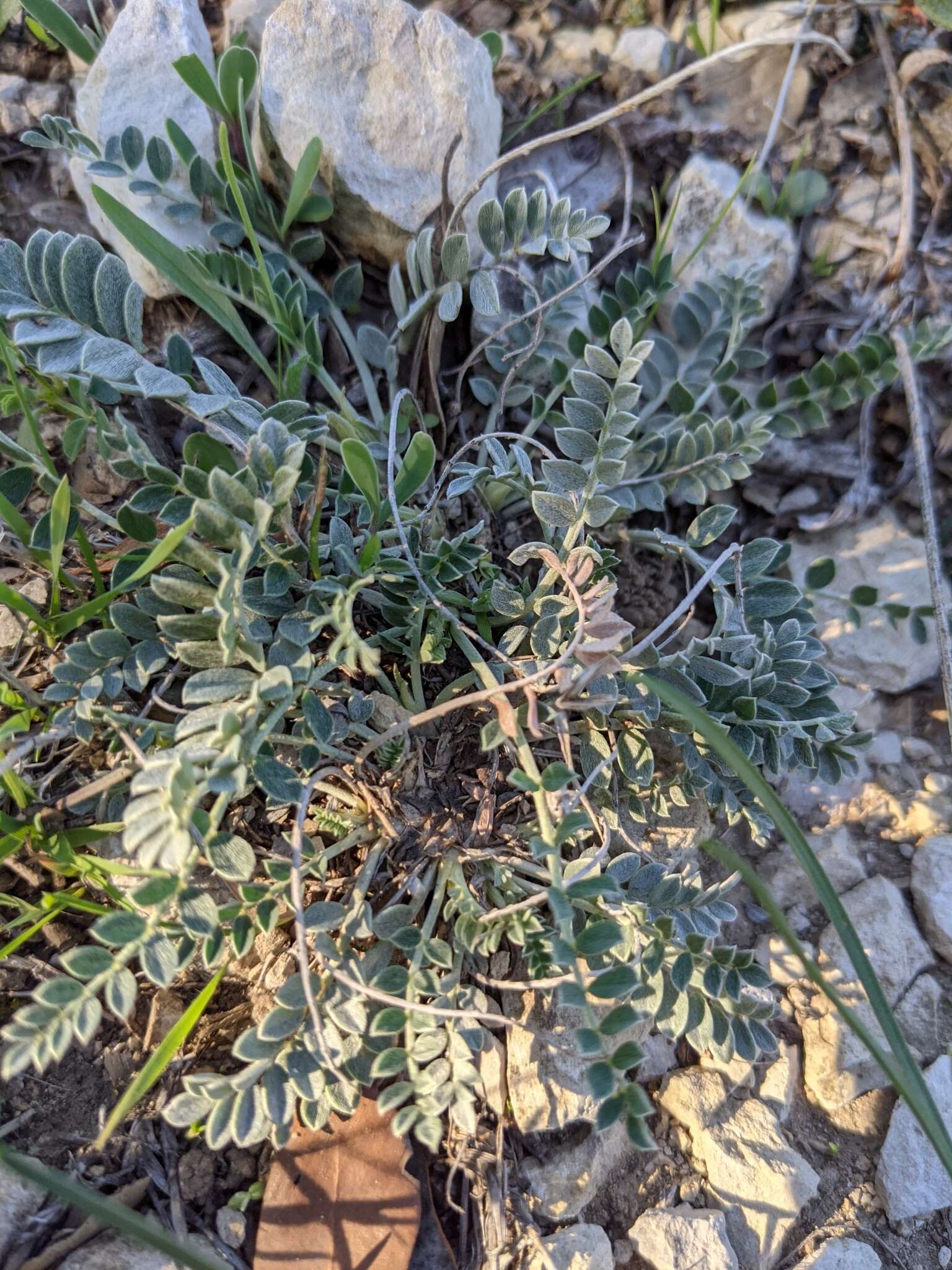 Image of Astragalus incanus L.