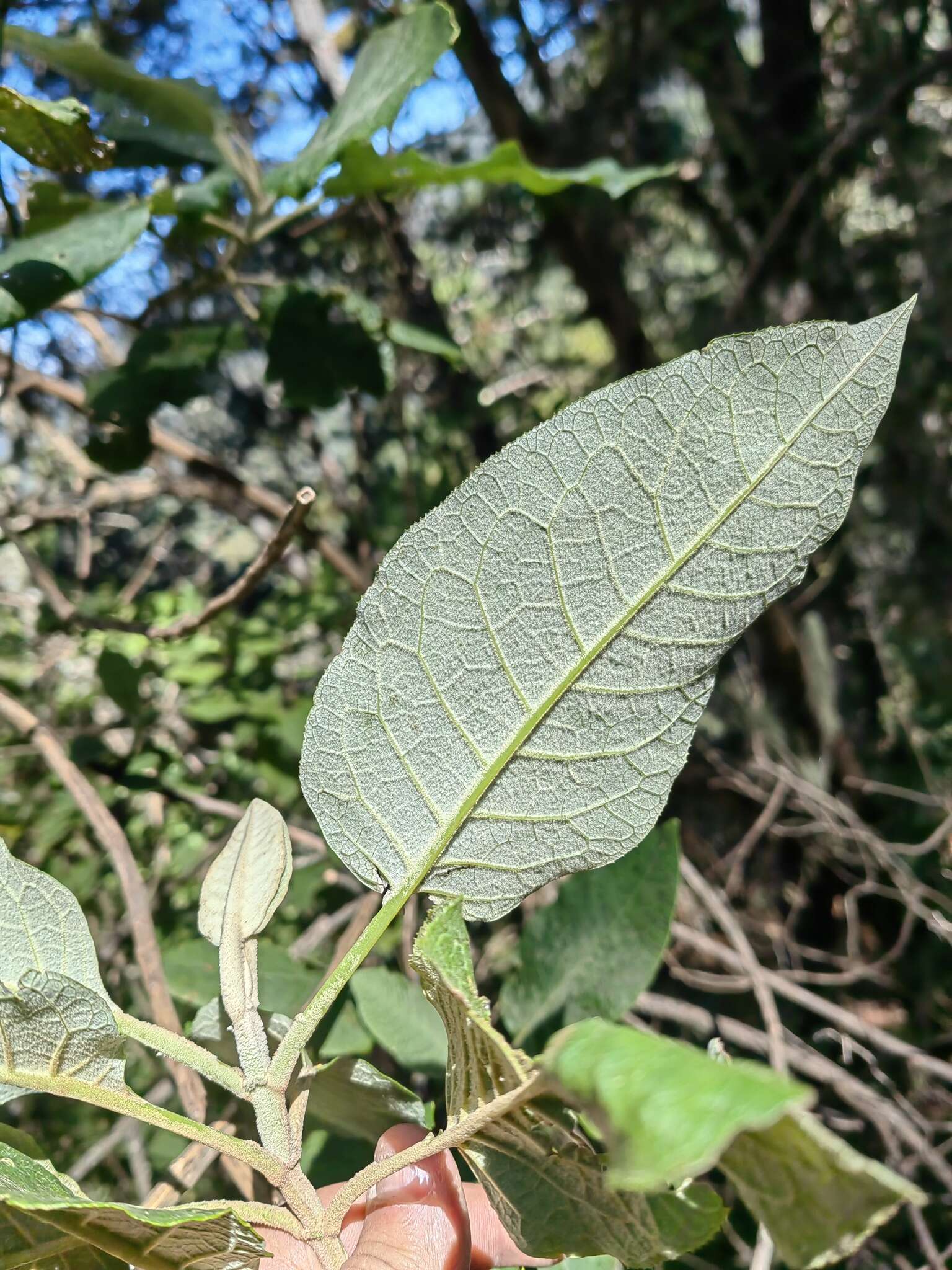 Image of Buddleja skutchii Morton