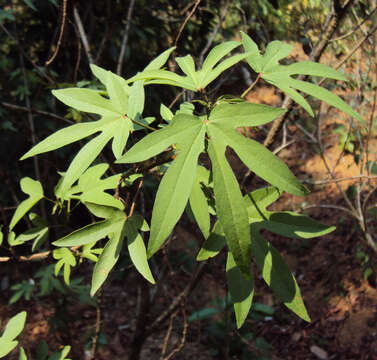 Imagem de Gossypium arboreum L.