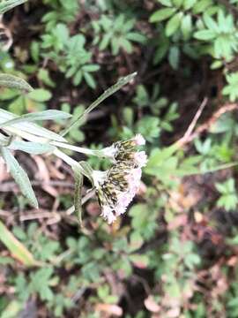 Plancia ëd Chionolaena salicifolia (Bertol.) G. L. Nesom