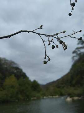 Image of Euphorbia guatemalensis Standl. & Steyerm.