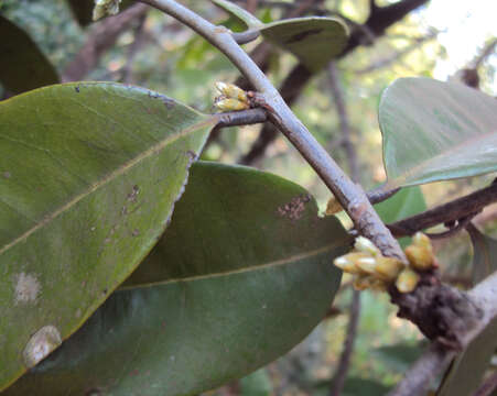 Sivun Diospyros candolleana Wight kuva